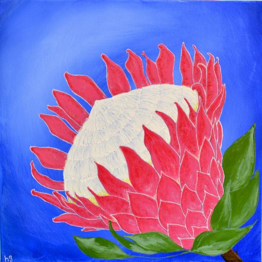 A pink King Protea on a sky blue background. Acrylic on stretched canvas, measuring 40 by 40 centimetres.