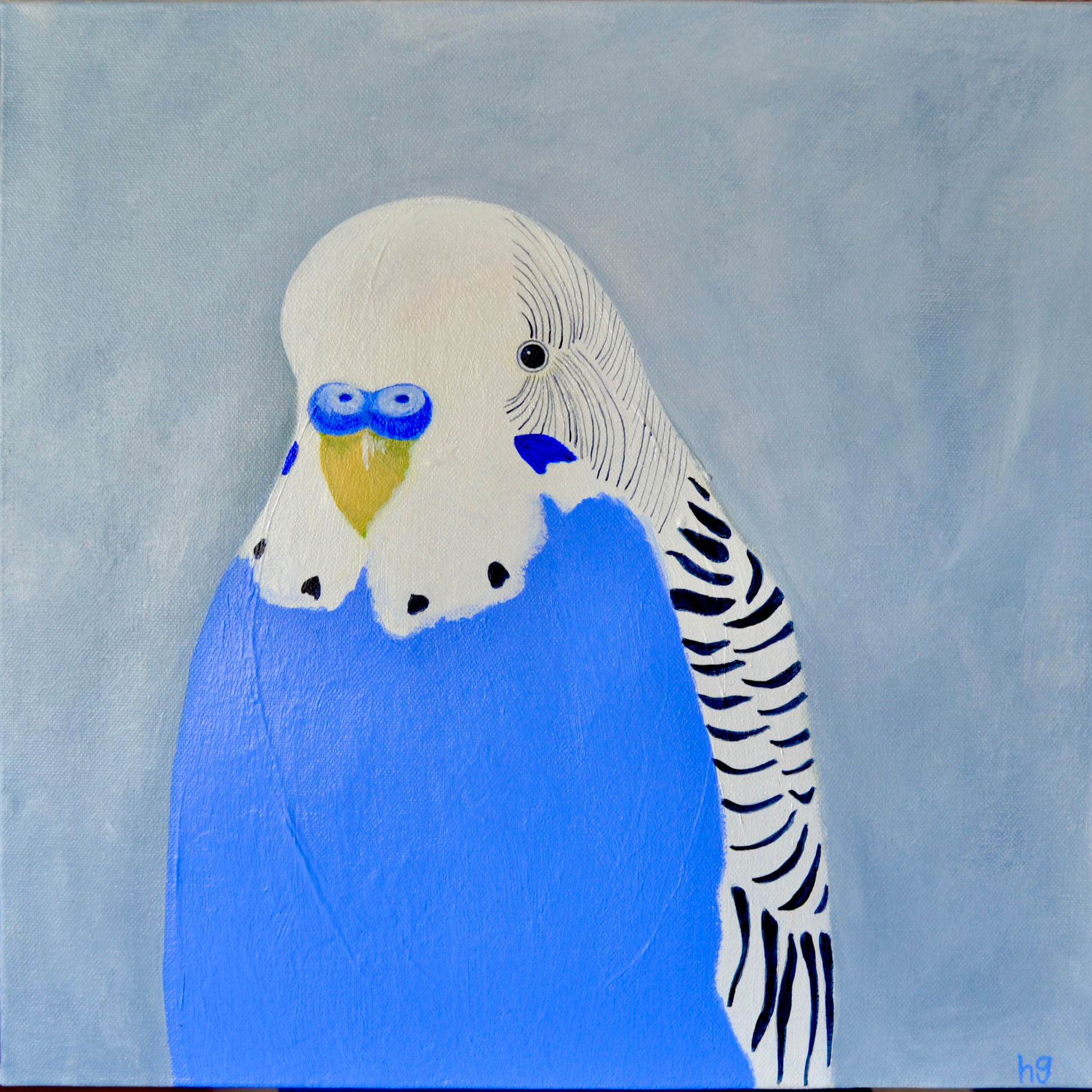 A blue and white budgie on a gray and white background. Acrylic paint on canvas measuring 40x40centimetres. Slightly textured.